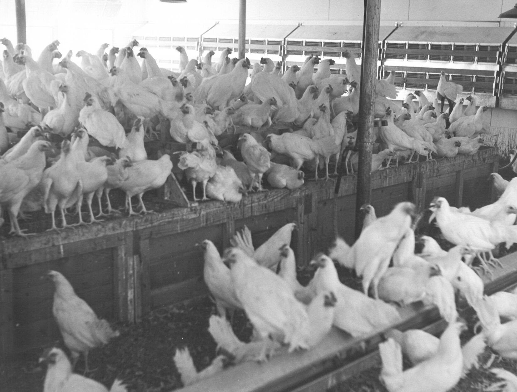 Chickens